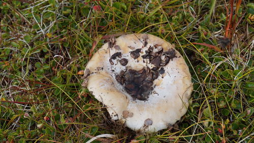 Close-up of grassy field