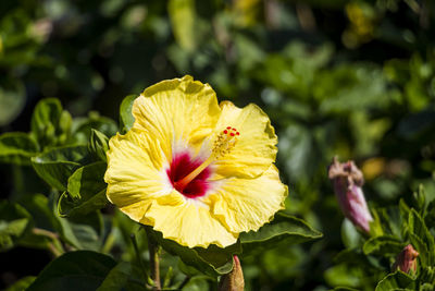 Close-up of yellow hibiscus flower