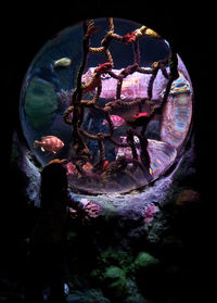 View of trees at night