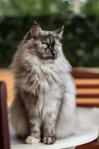 Portrait of cat sitting outdoors