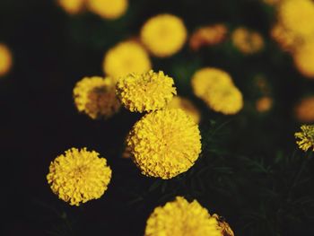Close-up of yellow flowers blooming outdoors
