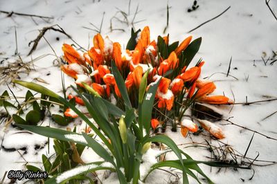 Close-up of orange flowers blooming during winter