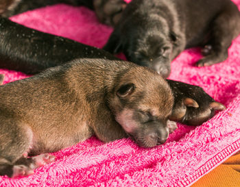 Close-up of a dog sleeping on bed