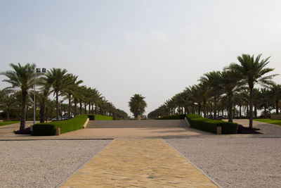 Palm trees on footpath