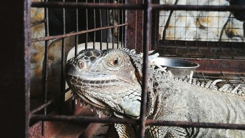 Close-up of owl perching in cage at zoo