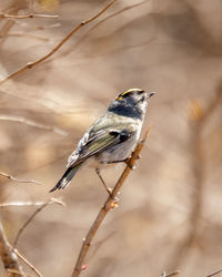 Close-up of bird perching on branch