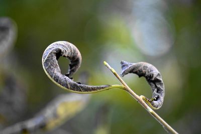 Close-up of lizard on plant