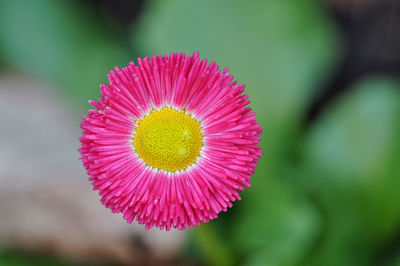 Close-up of pink flower