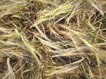 Full frame shot of grass