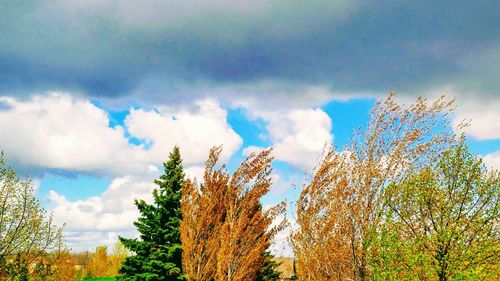 Panoramic view of trees against sky
