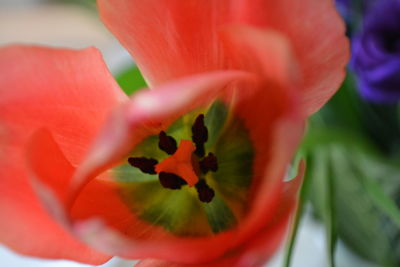 Close-up of red flower