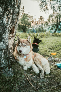 View of a dog relaxing on field