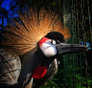 Close-up portrait of a bird