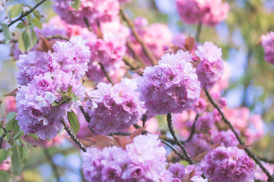 Close-up of pink flowers