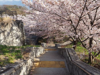 View of blooming tree