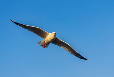 Low angle view of seagull flying