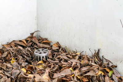 Close-up of autumn leaves falling on wall