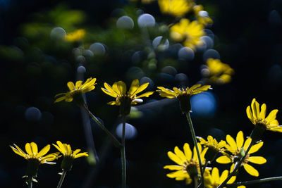 Close-up of yellow flowering plant