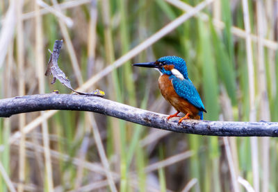 A common kingfischer alcedo atthis in the reed, heilbronn, germany