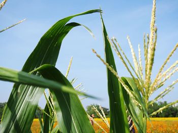 Close-up of crops growing on field against sky