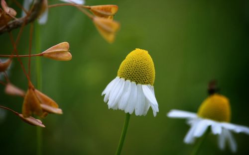 Close-up of flowers