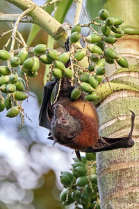 Close-up of fruit on tree