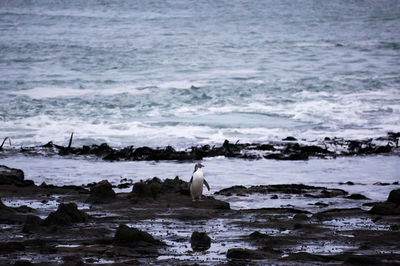 Penguin on rocky beach
