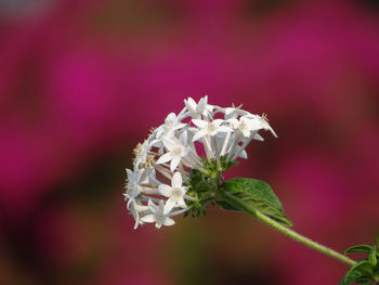 Close-up of pink rose flower