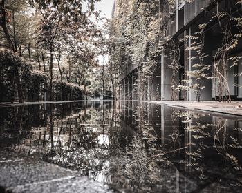 Plants by lake against buildings in city