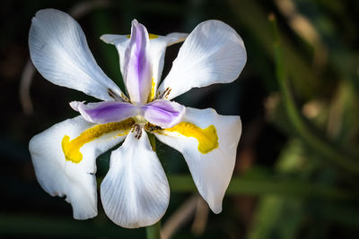 Close-up of flower blooming outdoors