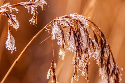 Close-up of reed with frozen dew