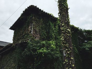 Low angle view of ivy covered building