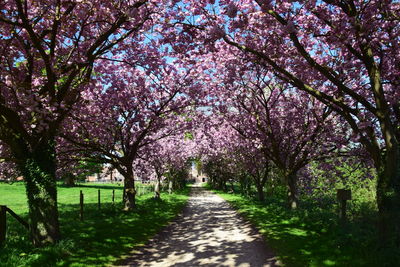 View of cherry blossom trees in park