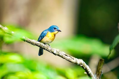 Bird perching on a branch