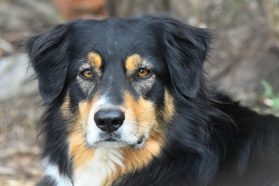 Australien shepherd dog