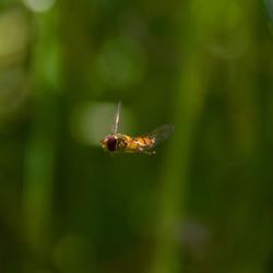 Close-up of insect on plant