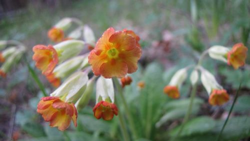 Close-up of orange flower