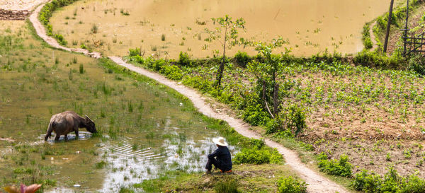 Rear view of sheep walking on road by trees
