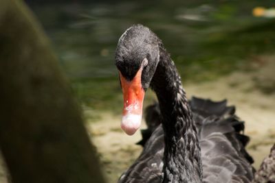 Close-up of swan