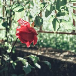 Close-up of red rose