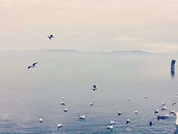 Birds flying over sea against sky