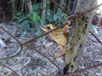 Close-up of a lizard on tree trunk