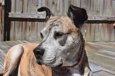 Close-up of dog outdoors
