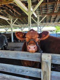 Close-up of cow