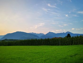 Scenic view of field against sky