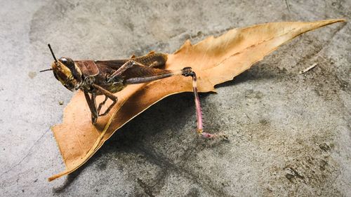Close-up of grasshopper on dry leaf