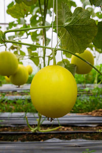 Close-up of oranges growing on plant