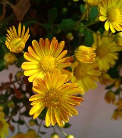 Close-up of yellow flowering plant