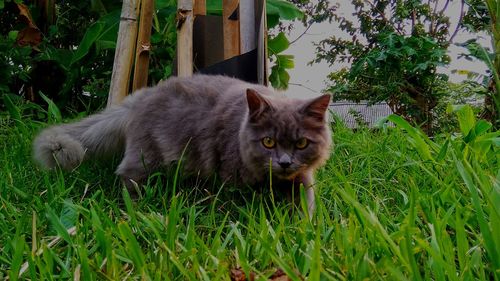 Portrait of cat on field