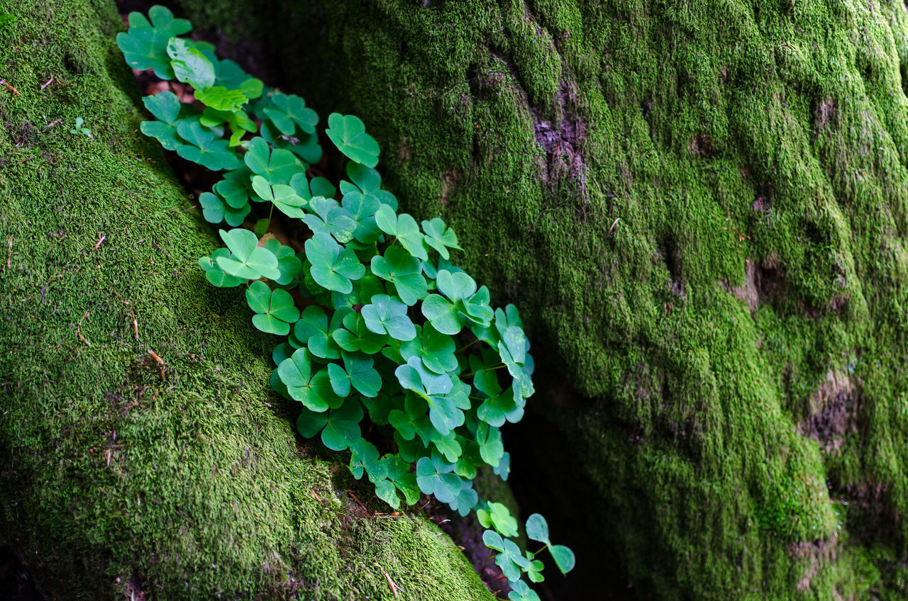 CLOSE-UP OF MOSS ON TREE TRUNK